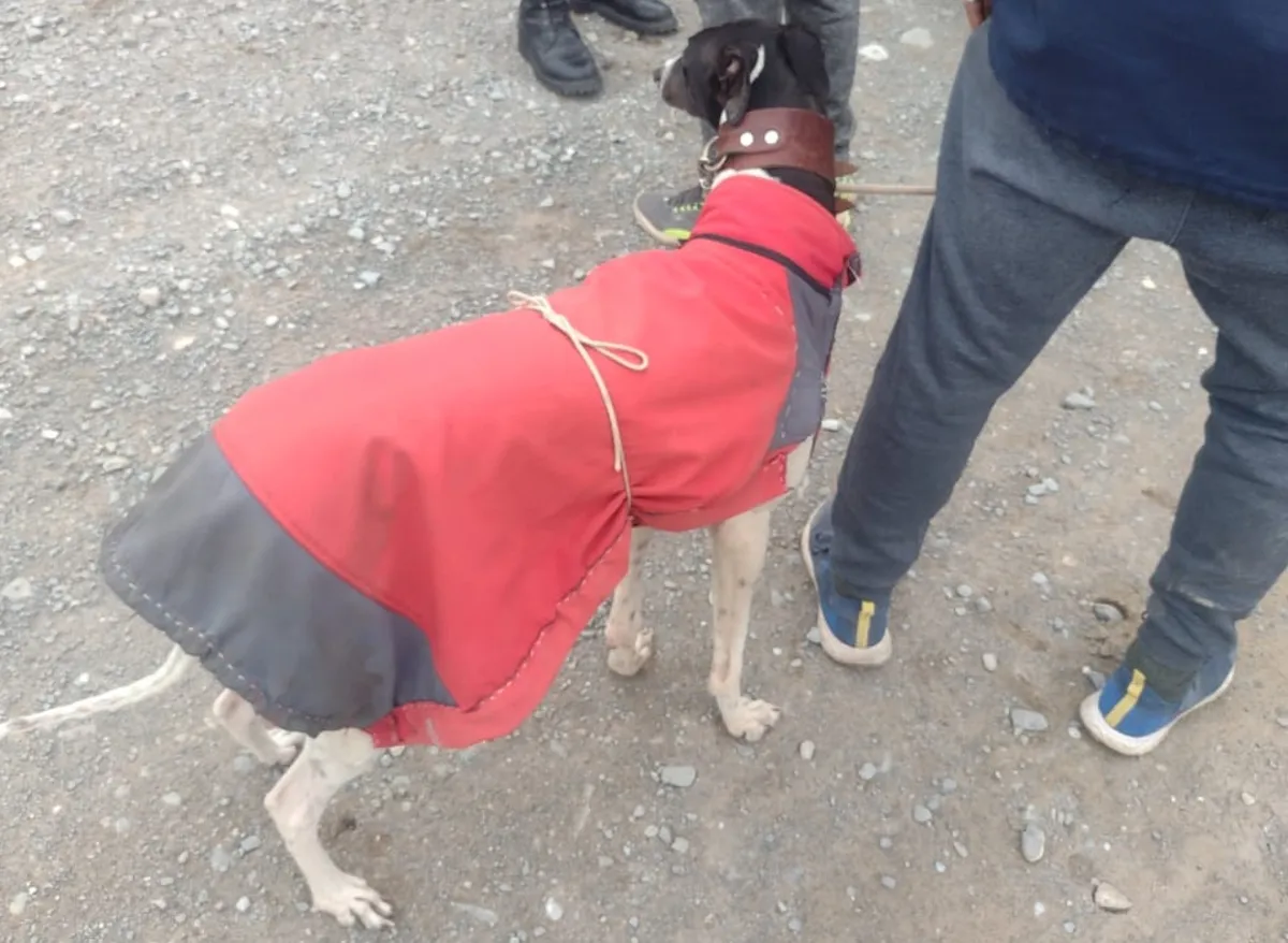 carreras-galgosjpg