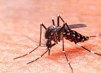 Salud confirmó una nueva muerte por dengue en San Juan