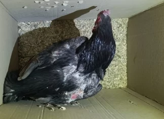 Caucete: Desarmaron una red de riñas de gallos clandestina