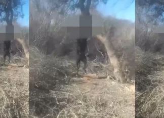 Angaco: Encontraron a un perro galgo ahorcado
