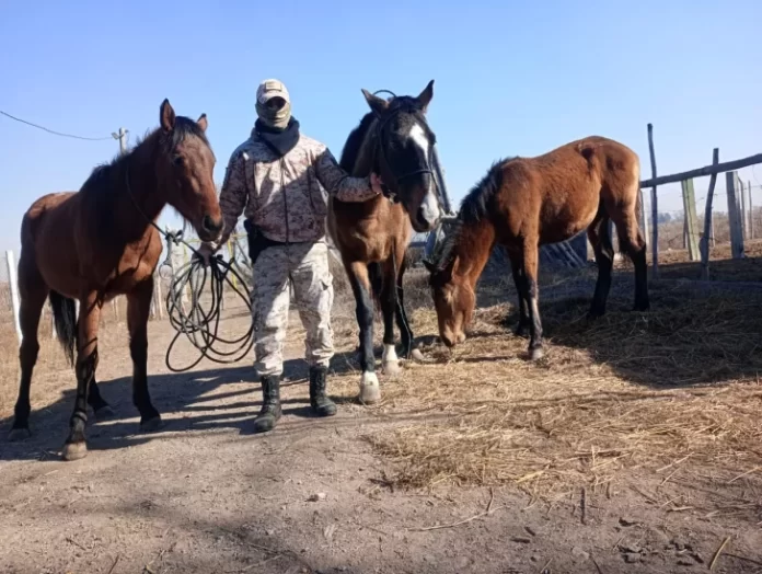 caballos-agrotecnica-sar-728x548