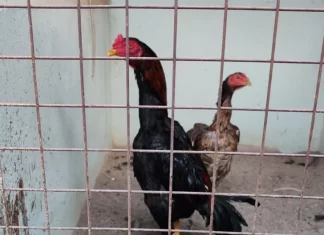 Chimbas: Decomisaron 60 gallos de riña