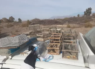 Albardón: Cuatro personas aprehendidas por tenencia de aves silvestres