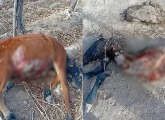 Crueldad animal en Zonda: Robaron y faenaron dos potrillos