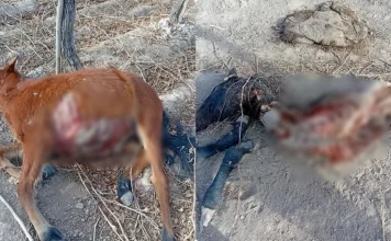 Crueldad animal en Zonda: Robaron y faenaron dos potrillos