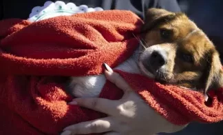 Proteccionistas llevan adelante un bingo para ayudar a los animales rescatados