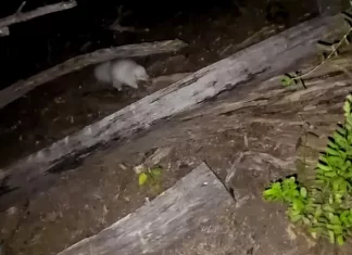 Valle Fértil: se avistó por primera vez a un zorrino con albinismo