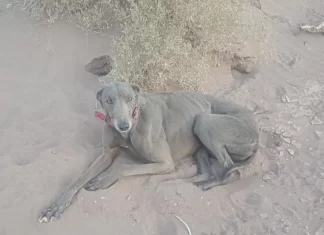 Rescataron perros galgo y aves silvestres en diferentes puntos de la provincia
