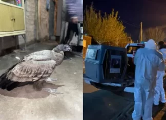 9 de Julio: rescataron a un cóndor en un loteo municipal
