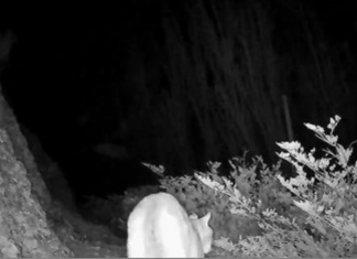 Registraron un puma en el Parque Nacional El Leoncito