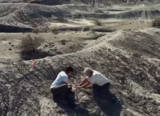 Hallaron un antiguo dinosaurio en el Parque Ischigualasto