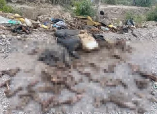 Pocito: vecinos reclaman por el olor de animales carneados que tiran en un descampado