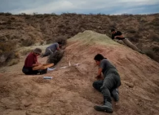 El CONICET transmite en vivo una búsqueda de fósiles de dinosaurio