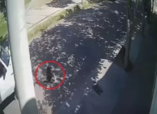 Vecinos del Barrio Frondizi reclaman por el atropello y muerte de una perrita callejera