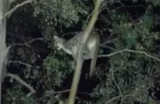 Jáchal: enojo por un video en el que usaron perros para atacar a un puma