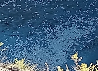 Investigan la aparición de peces muertos en el Dique Cuesta del Viento