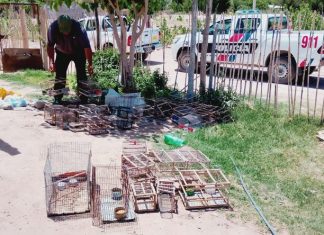 Sarmiento: cayó una banda dedicada a vender aves autóctonas ilegalmente