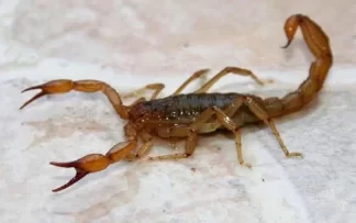 Una nena fue internada tras ser picada por un alacran
