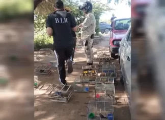 Caucete: recuperaron aves protegidas y un auto con pedido de secuestro