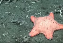 Científicos del CONICET hallaron una nueva estrella «culona»