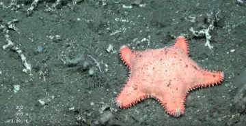 estrella-cul-191225-2-360x185