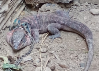 Rescataron animales en dos operativos diferentes