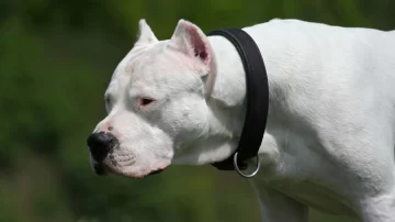 dogo-360x202
