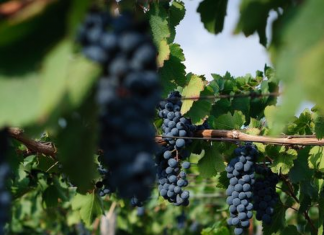 Caucete: un hombre deberá pagar una multa y trabajar por intentar robar un cajón de uvas