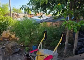 Chimbas: secuestraron 51 plantas de marihuana y detuvieron a un hombre tras un allanamiento
