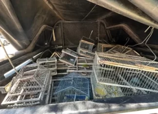 Albardón: vecinos entregaron casi 40 aves silvestres en operativos policiales