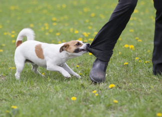 Un perro mordió a una mujer y la dueña le pagará $200.000