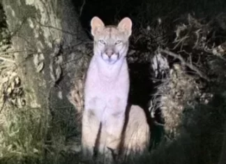 Zonda: avistaron un puma cerca de viviendas