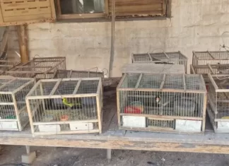 Rescataron una gran variedad de animales en Capital y Pocito