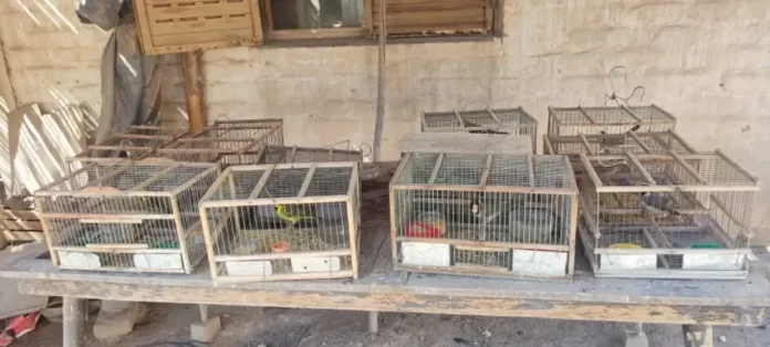 aves-autoctonas-728x328webp