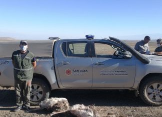 Iglesia: interceptaron a cazadores furtivos con dos suri cordillerano muertos