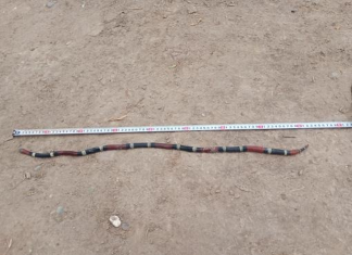 Albardón: un joven se encontró con una víbora y casi lo muerde