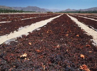 Sarmiento: robaron 4 toneladas de pasas de uva de una finca