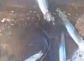 Alertan por la mortandad de peces en el dique San Agustín