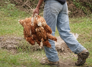 25 de Mayo: un hombre irá a prisión por robar gallinas