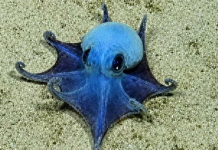 Galápagos: descubrieron una nueva especie de diminuto pulpo azul