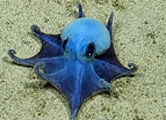 Galápagos: descubrieron una nueva especie de diminuto pulpo azul