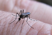 Se confirmaron más de 250 casos nuevos de fiebre Chikungunya en el país