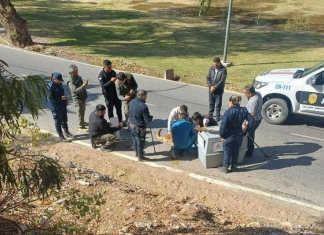 Rivadavia: rescataron al puma que apareció en la Quebrada de Zonda