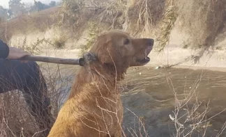 Chimbas: rescataron a un perro del canal Benavídez
