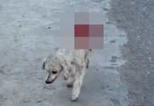 Solicitan colaboración para el tratamiento de una perrita que fue atropellada