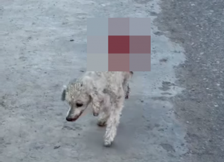 Solicitan colaboración para el tratamiento de una perrita que fue atropellada