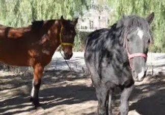 Mendoza: la Justicia reconoció a dos yeguas como seres sintientes en un fallo inédito
