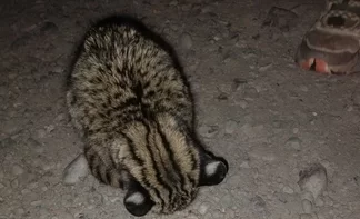 Chimbas: apareció un gato montés en la Costanera