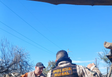 Caucete: secuestraron varios animales en un operativo por fauna ilegal