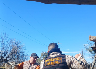 Caucete: secuestraron varios animales en un operativo por fauna ilegal